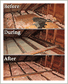 attic decontamination and restoration