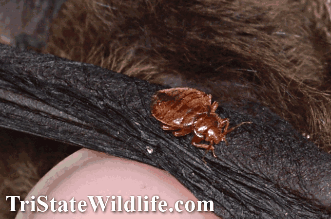 bat bugs on westchester bat