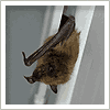Bat inside house - Rockland County, NY
