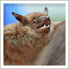 bat close up