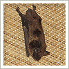 hanging bat in living room