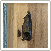 bat sleeping in living room