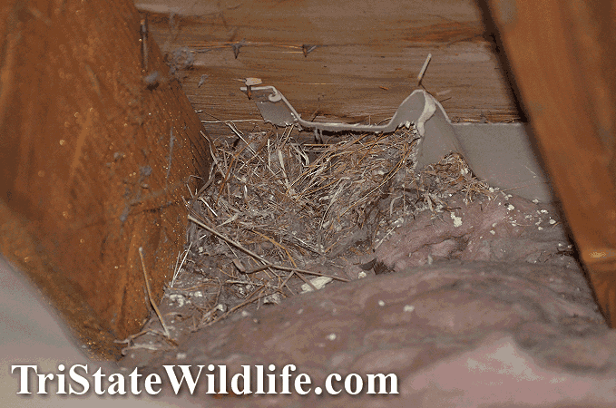 Bird Removal And Control In Westchester Ny Tristate Wildlife Management