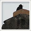 bird sitting on chimney