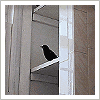 bird in bathroom