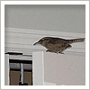 bird in bedroom