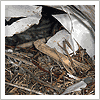 bird nesting in venting