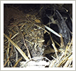 Bird Nest In Dryer Vent