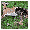 removing decomposing deer