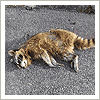 raccoon with rabies