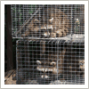 raccoon trapping in New Square, NY