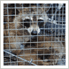 Raccoon Trapper in Lomala, NY