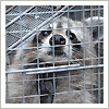trapped raccoon mount kisko, ny