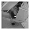 raccoon caught on infrared camera