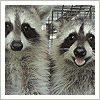 cute raccoons - katonah, ny