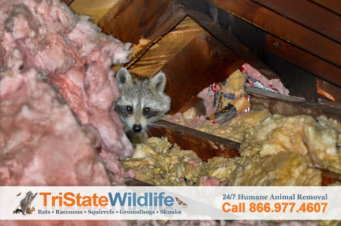 Animal In the Attic - How to Get Animals Out Of Your Attic