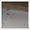 rat droppings in office interstitial