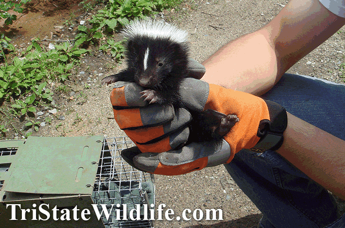 Eight Baby's and Their Mother Trapped By Hand Baby Skunk Stuck In a ...