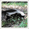 humane skunk relocation