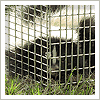 skunk removal, ardsley, ny