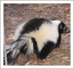 Skunk Relocation