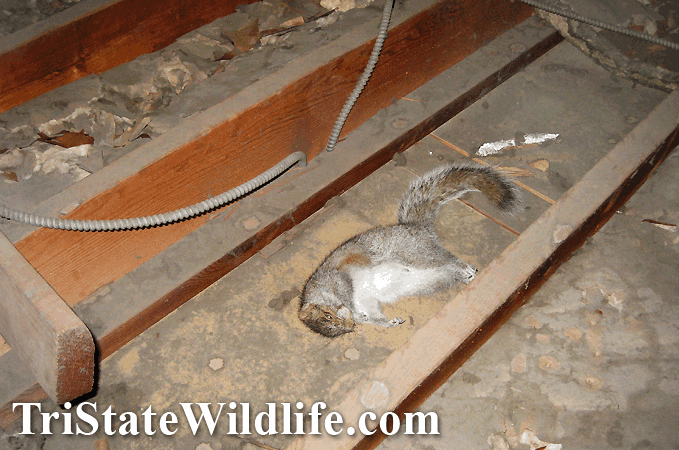 Squirrel Removal in Lake County - Attic - Eaves - Trapping