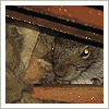 squirrel noises in the attic