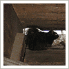 black squirrel in an attic
