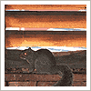 squirrels in the attic