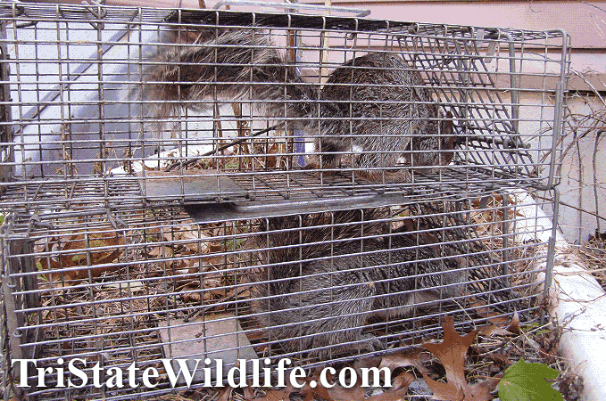 http://www.tristatewildlife.com/wildlife-removal-gallery/squirrels/squirrel-trapper-caught-2.gif