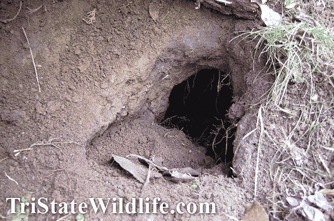 Woodchuck &amp; Groundhog Removal in Bergenfield, NJ | TriState Wildlife