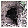 groundhog hole - digging