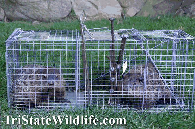 Woodchuck &amp; Groundhog Removal in Westchester, NY - TriState Wildlife 